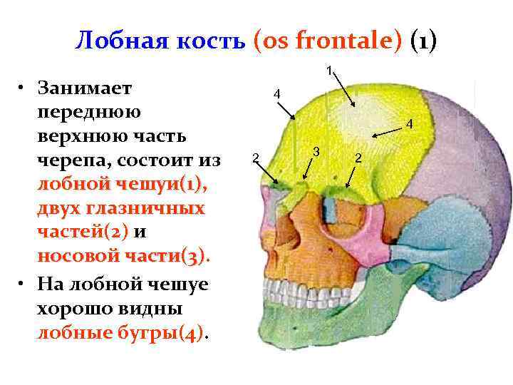 Теменная область кость. Анатомия лобной кости черепа. Скелет головы лобная часть. Строение черепа лобная часть. Лобная кость черепа анатомия.