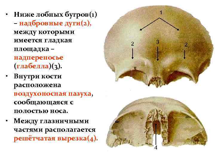 Лобные латынь. Лобная кость черепа. Анатомия лобной кости. Костный Выступ лобной кости. Строение лобной кости черепа.