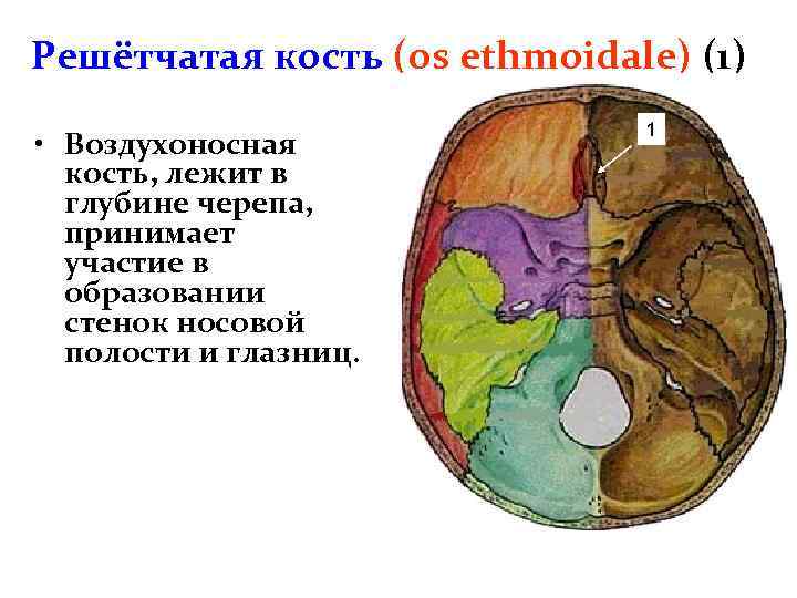 Решётчатая кость (os ethmoidale) (1) • Воздухоносная кость, лежит в глубине черепа, принимает участие