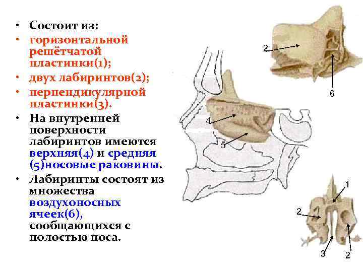  • Состоит из: • горизонтальной решётчатой пластинки(1); • двух лабиринтов(2); • перпендикулярной пластинки(3)