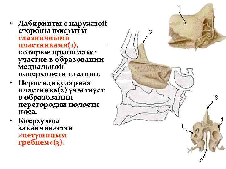 1 • Лабиринты с наружной стороны покрыты глазничными пластинками(1), пластинками(1) которые принимают участие в