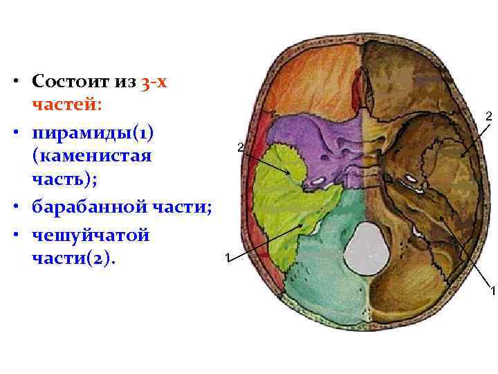  • Состоит из 3 -х частей: • пирамиды(1) (каменистая часть); • барабанной части;