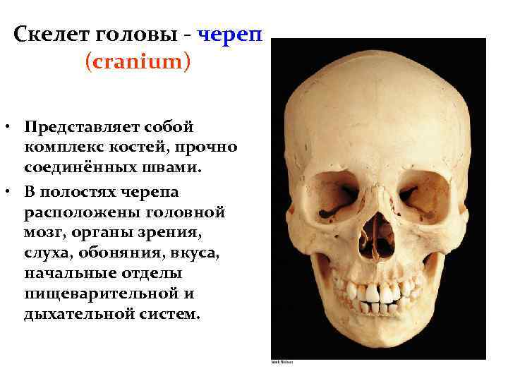Скелет головы - череп (cranium) • Представляет собой комплекс костей, прочно соединённых швами. •