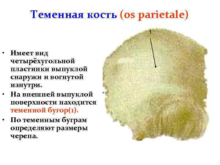 Теменная кость (os parietale) 1 • Имеет вид четырёхугольной пластинки выпуклой снаружи и вогнутой