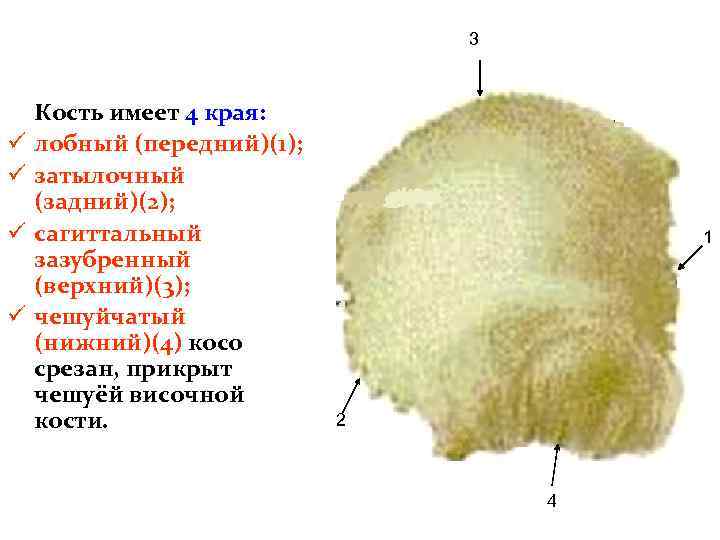 3 ü ü Кость имеет 4 края: лобный (передний)(1); затылочный (задний)(2); сагиттальный зазубренный (верхний)(3);
