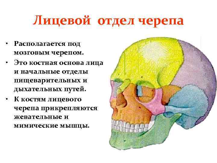 Анатомия костей лицевого отдела. Кости лицевого отдела черепа.