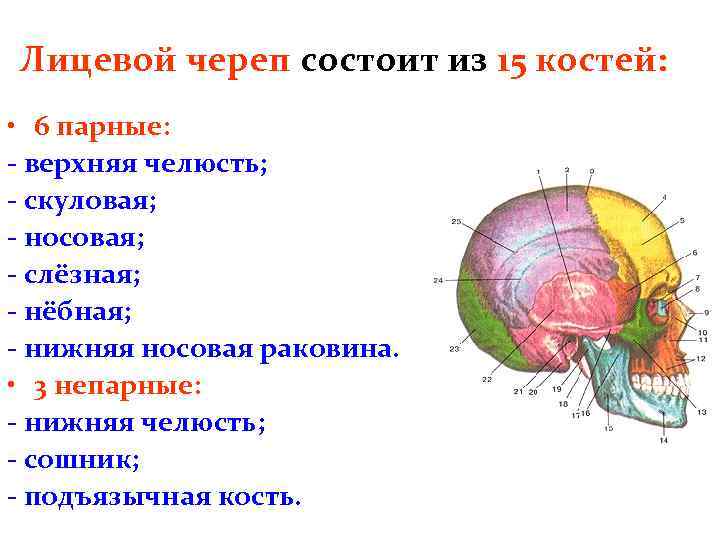 Парные кости мозгового отдела черепа человека. Скелет головы человека сошник. Строение костей лицевого черепа. Лицевой отдел черепа анатомия. Строение лицевого отдела черепа.