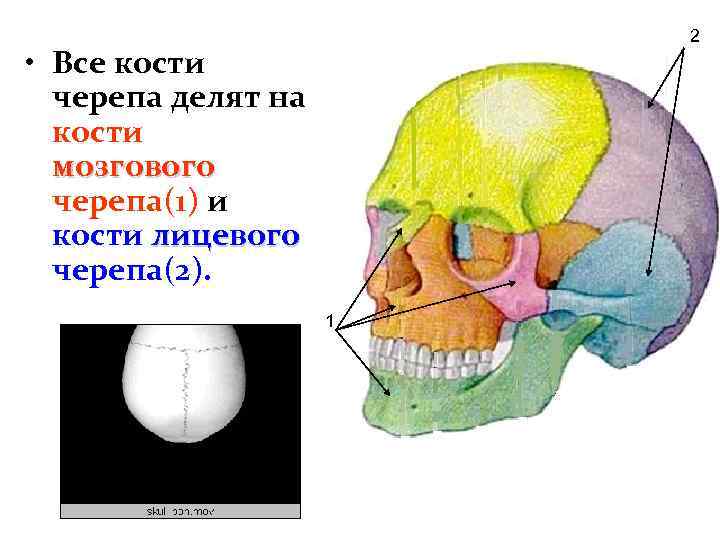 Соотношение мозгового и лицевого черепа. Кости лицевого черепа. Кости мозгового отдела черепа. Мозговой и лицевой отделы черепа.