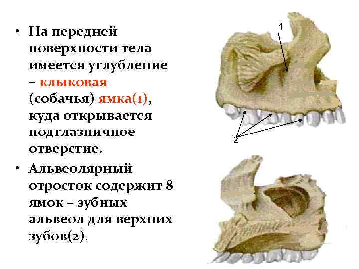  • На передней поверхности тела имеется углубление – клыковая (собачья) ямка(1), куда открывается