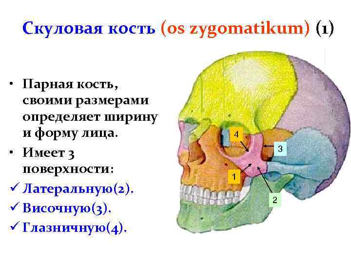 Скуловая кость