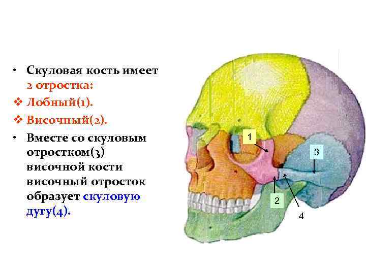  • Скуловая кость имеет 2 отростка: v Лобный(1). v Височный(2). • Вместе со