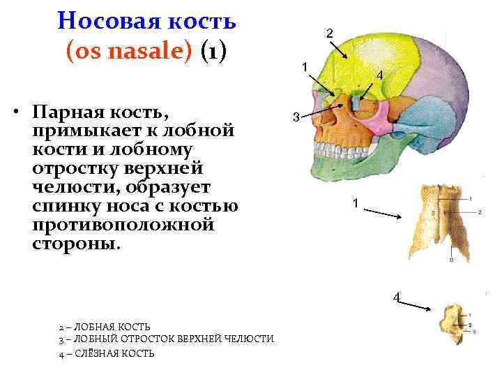 Лопатки парные кости