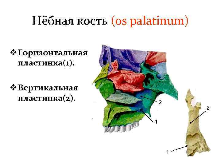 Нёбная кость (os palatinum) v Горизонтальная пластинка(1). v Вертикальная пластинка(2). 2 2 1 1