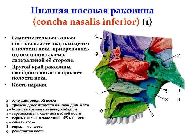 Нижняя носовая раковина (concha nasalis inferior) (1) • • • 7 Самостоятельная тонкая костная