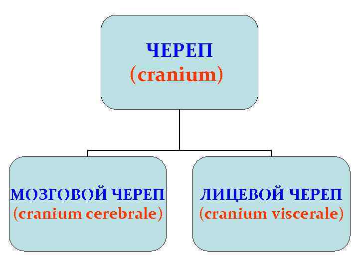 ЧЕРЕП (cranium) МОЗГОВОЙ ЧЕРЕП (cranium cerebrale) ЛИЦЕВОЙ ЧЕРЕП (cranium viscerale) 