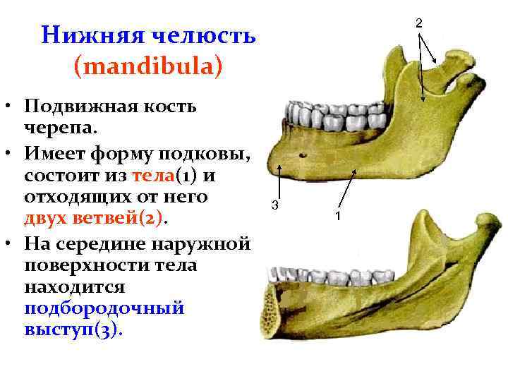 Подвижная кость черепа человека