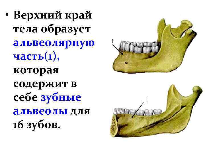 Альвеолярный отросток и стенки зубной альвеолы