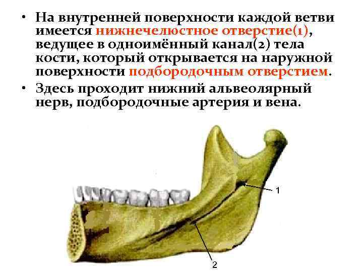  • На внутренней поверхности каждой ветви имеется нижнечелюстное отверстие(1), ведущее в одноимённый канал(2)