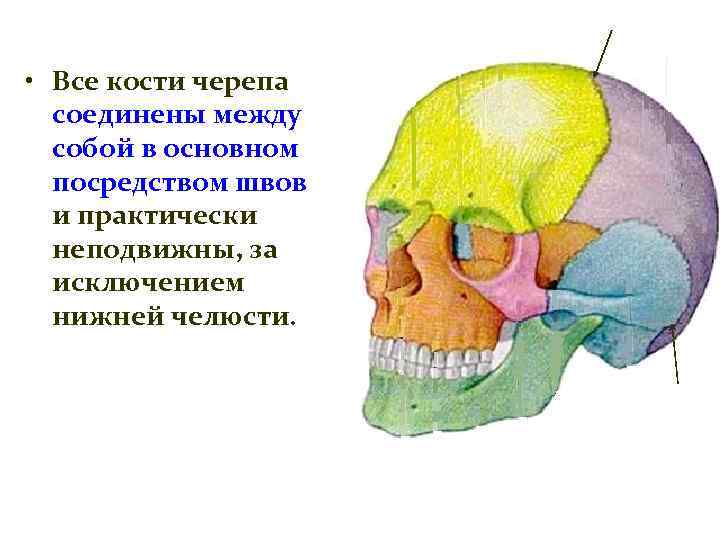  • Все кости черепа соединены между собой в основном посредством швов и практически