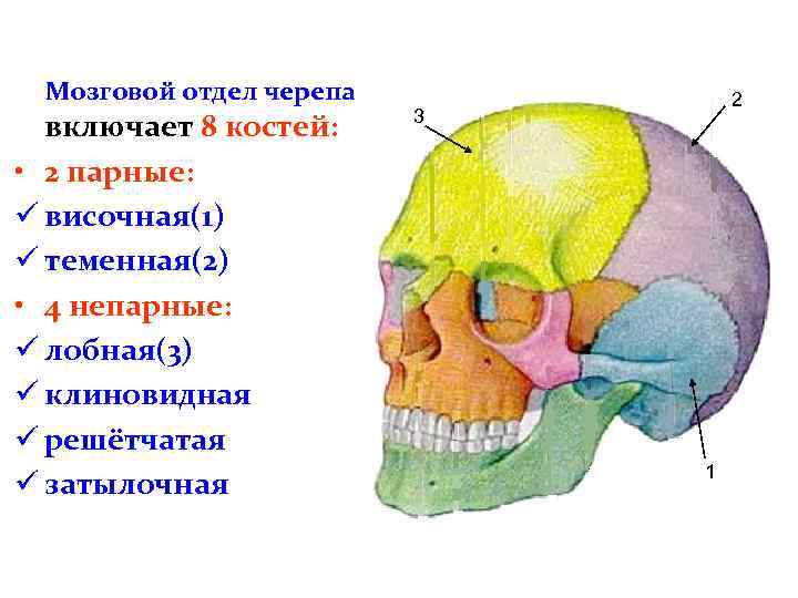 Между теменной костью и затылочной. Кости головы анатомия затылочная кость. Скелет головы череп мозговой и лицевой отделы. Скелет головы мозговой отдел кости. Кости черепа теменная кость анатомия.