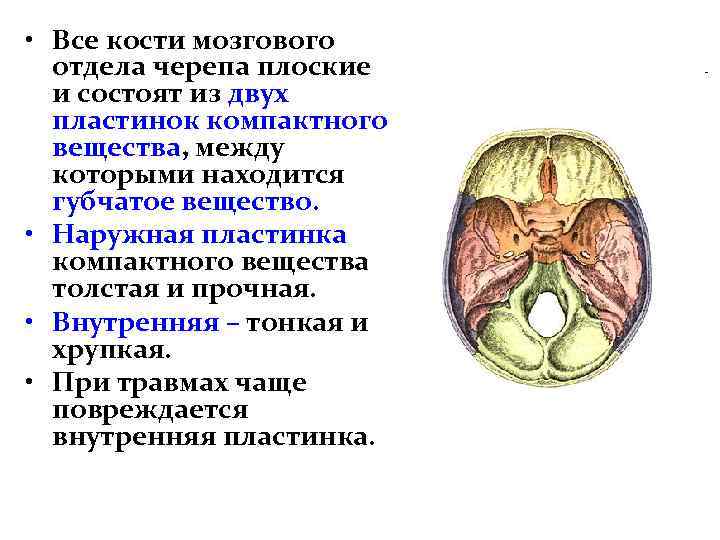  • Все кости мозгового отдела черепа плоские и состоят из двух пластинок компактного