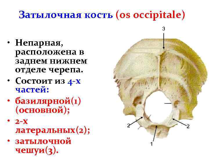 Тест головы