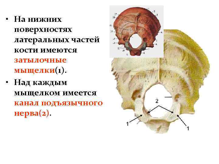 Мыщелок затылочной кости фото