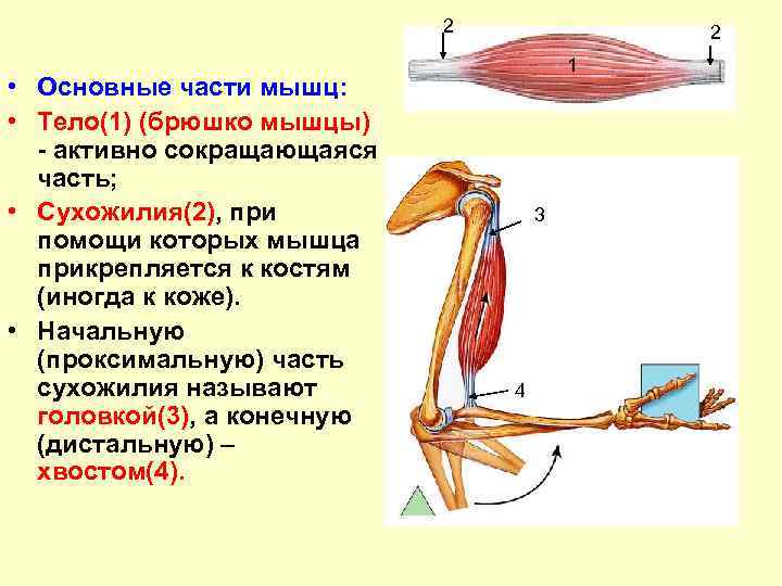 Волосяная мышца