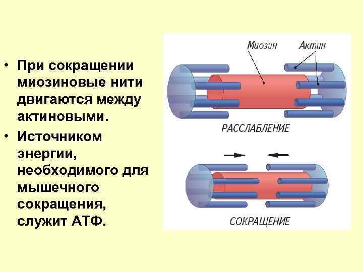 Источник энергии для мышечного сокращения