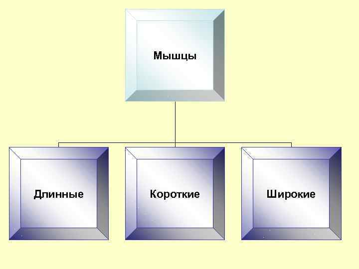 Мышцы Длинные Короткие Широкие 