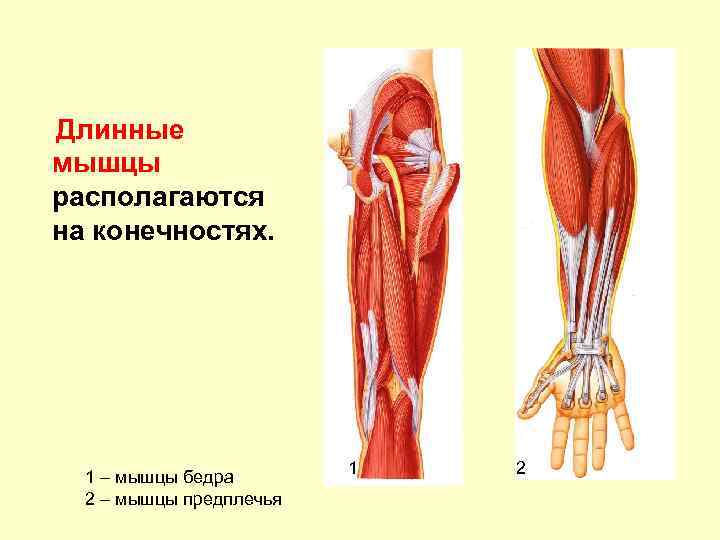 Длинные мышцы располагаются на конечностях. 1 – мышцы бедра 2 – мышцы предплечья 1