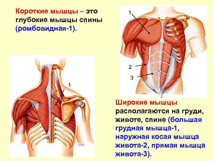 Длина мышц. Короткие мышцы. Короткие мышцы расположены. Короткие мышцы спины. Длинные короткие и широкие мышцы.