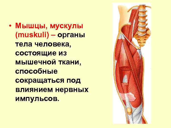 Строение и функции скелетных мышц