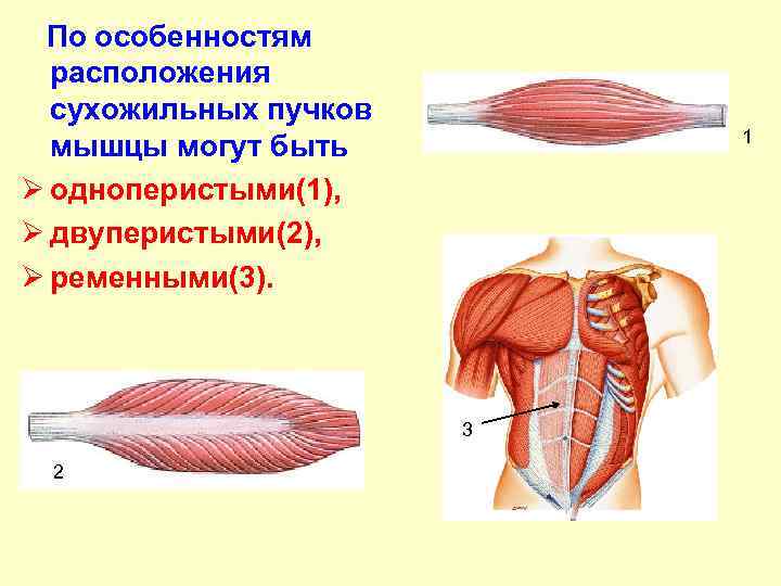 На рисунке изображены пучок мышечных волокон скелетной мышцы