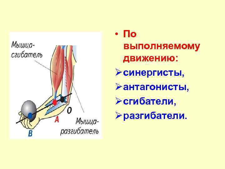  • По выполняемому движению: Ø синергисты, Ø антагонисты, Ø сгибатели, Ø разгибатели. 