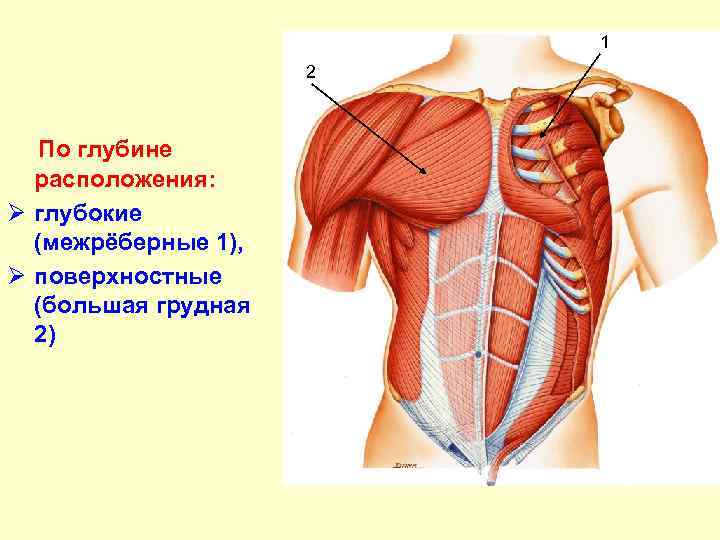 1 2 По глубине расположения: Ø глубокие (межрёберные 1), Ø поверхностные (большая грудная 2)