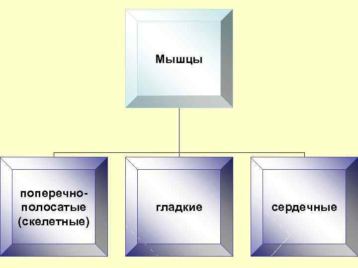 Мышцы поперечнополосатые (скелетные) гладкие сердечные 