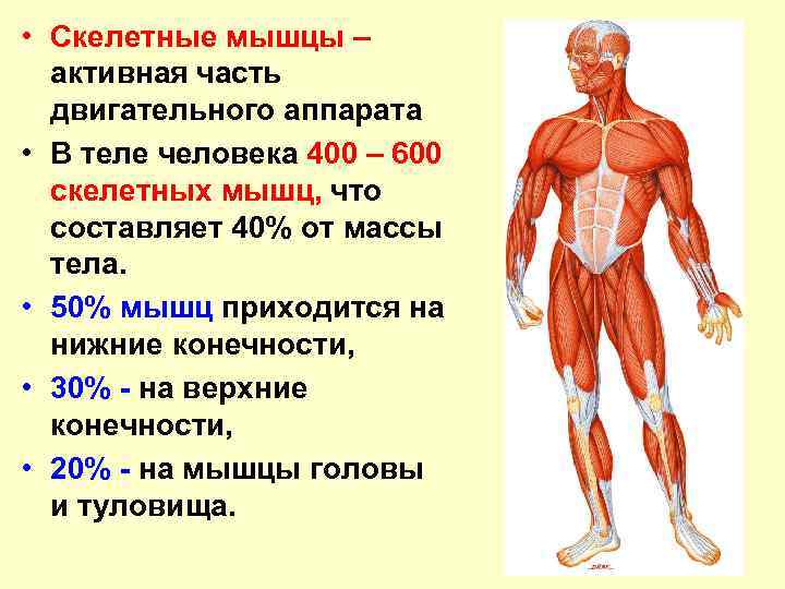 Какая часть тела увеличивается. Скелетные мышцы. Мышечная система человека. Анатомия мышечного строения человека. Скелетные мышцы анатомия.