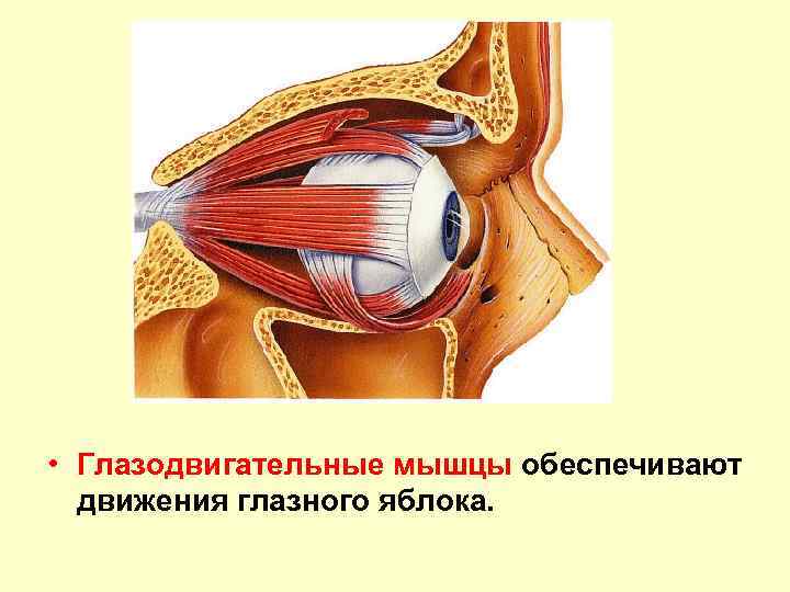  • Глазодвигательные мышцы обеспечивают движения глазного яблока. 