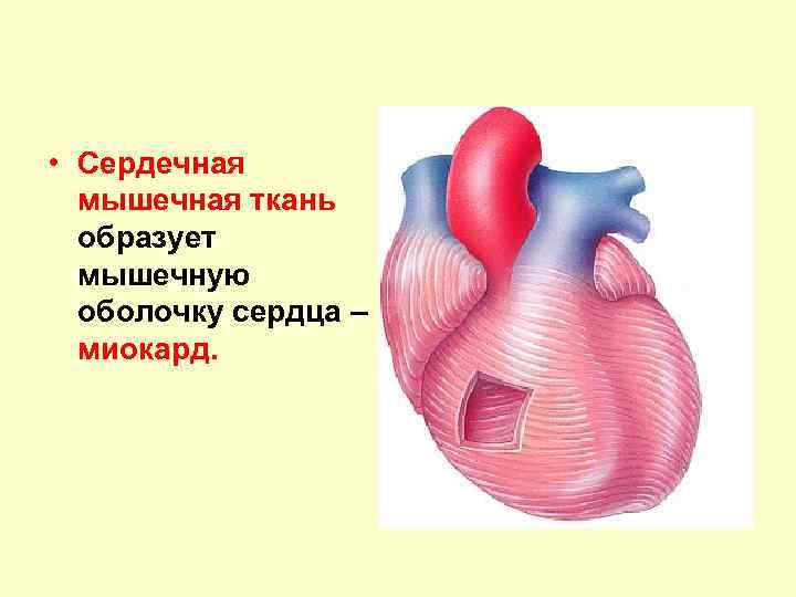  • Сердечная мышечная ткань образует мышечную оболочку сердца – миокард. 