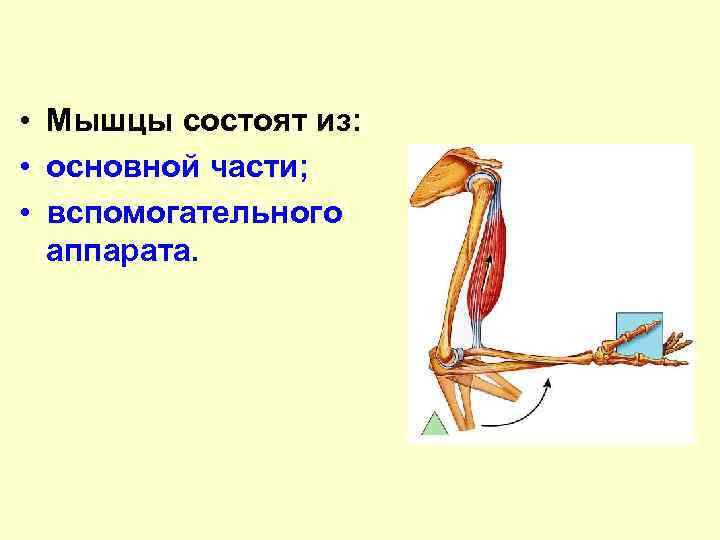  • Мышцы состоят из: • основной части; • вспомогательного аппарата. 