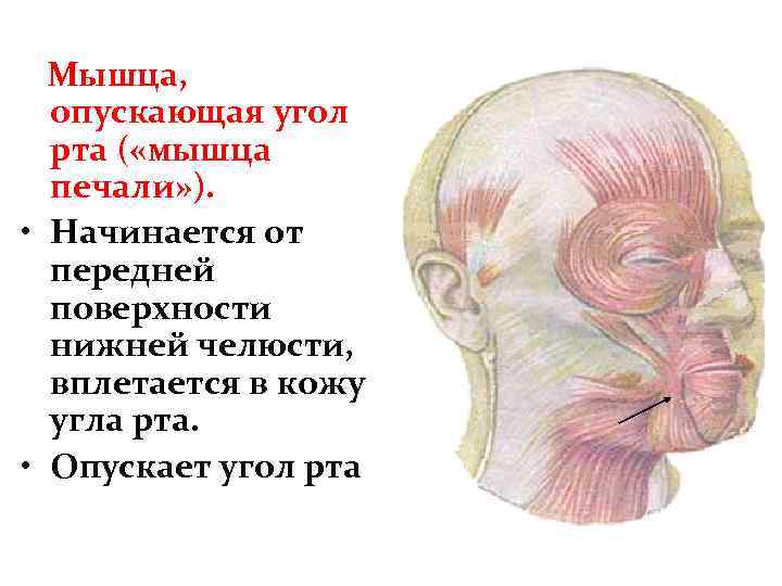 Мышца, опускающая угол рта ( «мышца печали» ). • Начинается от передней поверхности нижней