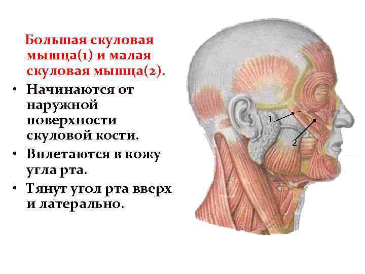 Подзатылочные мышцы головы