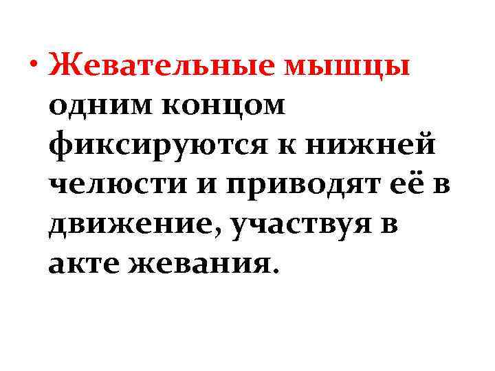  • Жевательные мышцы одним концом фиксируются к нижней челюсти и приводят её в