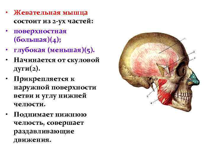  • Жевательная мышца состоит из 2 -ух частей: • поверхностная (большая)(4); • глубокая