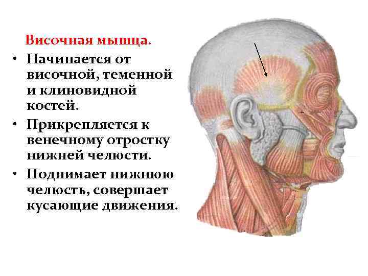 Теменная область головы фото