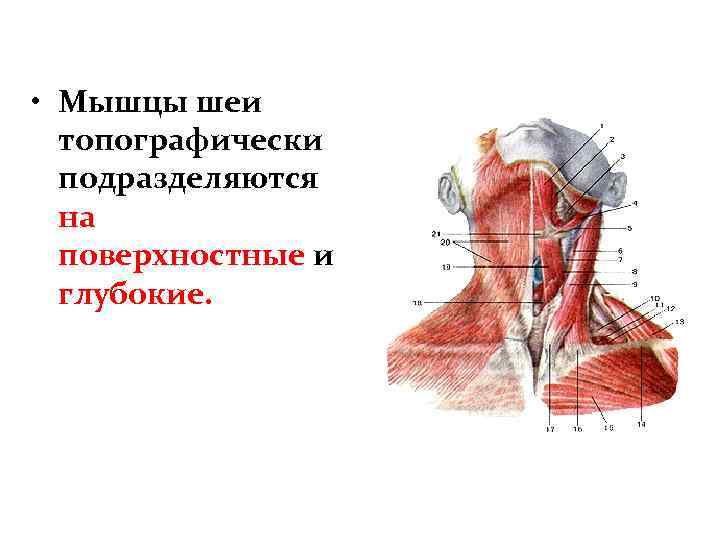  • Мышцы шеи топографически подразделяются на поверхностные и глубокие. 