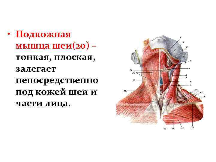  • Подкожная мышца шеи(20) – тонкая, плоская, залегает непосредственно под кожей шеи и