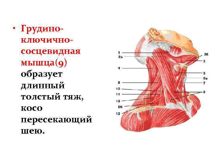  • Грудиноключичнососцевидная мышца(9) образует длинный толстый тяж, косо пересекающий шею. 