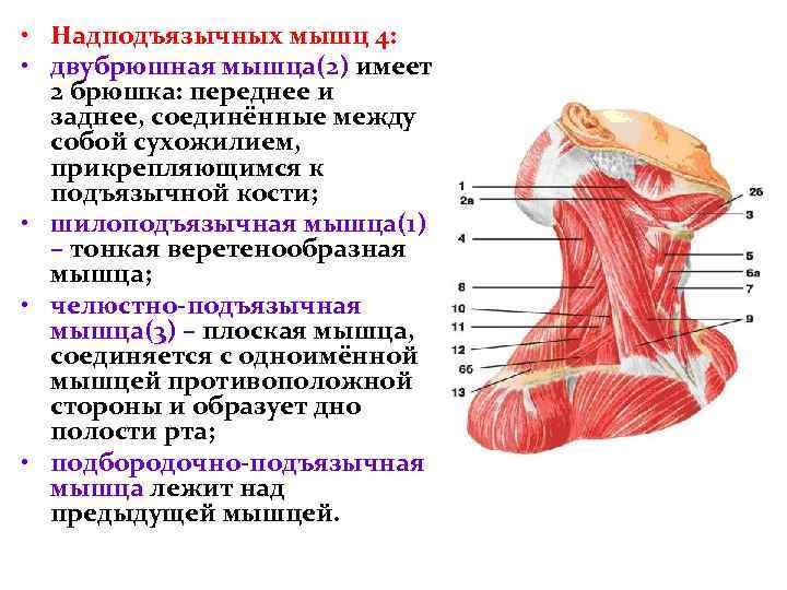 Мышцы подбородка фото